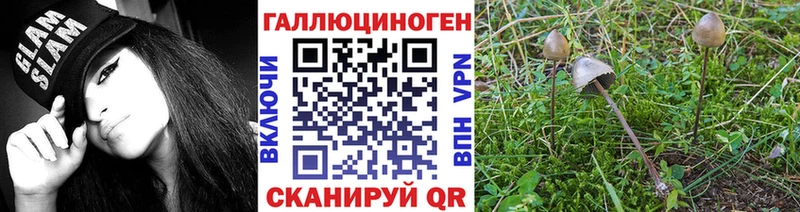 Псилоцибиновые грибы мицелий  Стародуб 